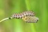 Melitaea didyma